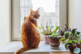Cats And Houseplants