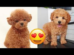 toy poodle cute and funny videos and