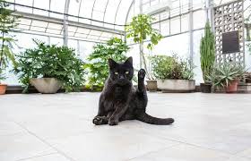 Safe Houseplants For Cat My