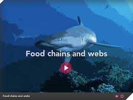 In this week's episode, special guest sharky describes the shark's food chain. Food Chains And Webs Discovering Galapagos