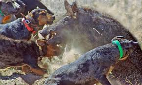 2021 boar hunting dogs the best and