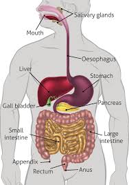 Human Digestive System Tract Digestive System Function