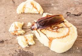 Which methods do not work against roaches and why. Top 5 Best Roach Repellents Updated For 2021