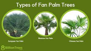 78 Types Of Fan Palm Trees Palm Leaves