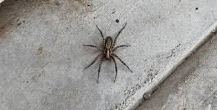 5 Wolf Spider Tips For Boise Residents