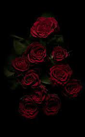 iphone garden roses red rose flower