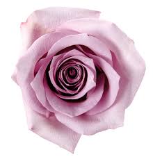 loose stem purple rose flower delivery