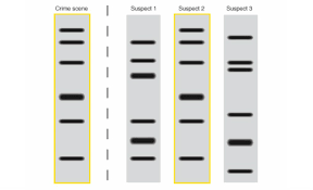 Gizmos is an online learning tool created and managed by explorelearning.com. Chap7 Dna Fingerprinting
