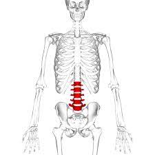 It is the surface of the body opposite from the chest and the abdomen. Lumbar Vertebrae Wikipedia