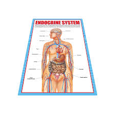 Wholesale Educational Toys Multi Language Endocrine System Charts For Anatomy Buy Endocrine System Charts For Anatomy Wall Chart For Children