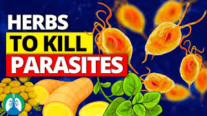 top 10 best herbs for parasites