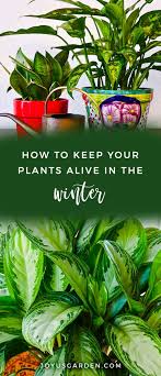 winter houseplant care key points for
