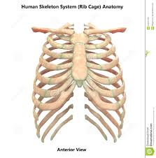 This is a stereogram, to be viewed in crossview technique. Sistema Esqueletico Humano Rib Cage Anterior View Anatomy Stock De Ilustracion Ilustracion De Artritis Esqueleto 104471555