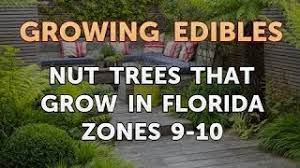 nut trees that grow in florida zones 9