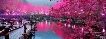beautiful lake bridge pink trees