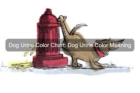 dog urine color chart dog urine color