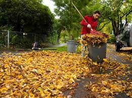 portland s leaf removal fee puzzles