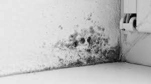Spray a cleaning solution between the window pains. How To Get Rid Of Mould For Good Axa Uk