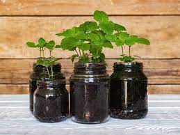 Mason Jar Garden 6 Plants You Can Grow