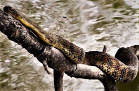 cottonmouth or water snake fear