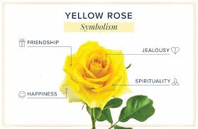 yellow roses the meaning and history