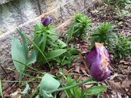 how to manage dying spring bulbs