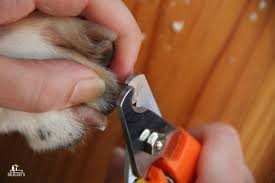 best dog nail clippers for diy dog