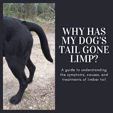 limber tail syndrome in dogs