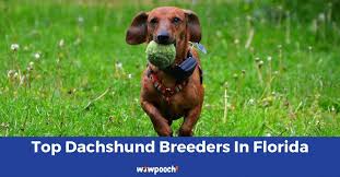 Get great deals on ebay! Top 18 Best Dachshund Breeders In Florida Fl State 2021 Wowpooch