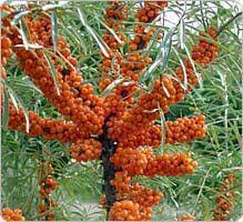 نتيجة بحث الصور عن argousier en arabe