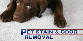 urine vomit pet stain odor