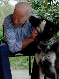 Tragedy struck the family on the. Joe Biden S Major To Be First Rescue Dog In White House People Com