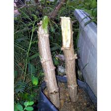 Nama ubi kayu dan ketela pohon dipakai dalam bahasa melayu secara luas. Ready Stock Benih Ubi Kayu Cassava Seedlingu Shopee Malaysia