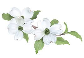 dogwood tree vector images browse 1