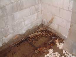 Warning Signs Of Basement Moisture And