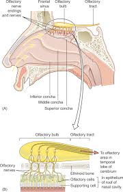 superior nasal concha an overview