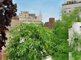 Best Rooftop Gardens And Urban Farms In