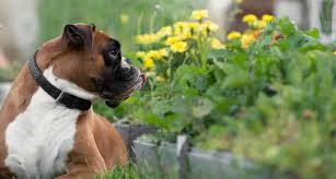 Toxic Plants To Dogs In Your Garden