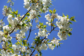 ornamental cherry blossom tree