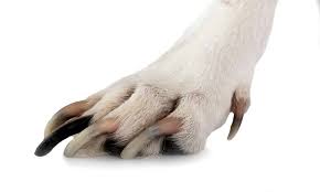 5 toes or 4 how many should your dog