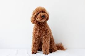 miniature poodle of red brown color