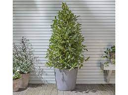 7 Of The Best Trees For Patio Pots And