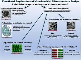 The Functional Impact of Mitochondrial Structure Across ... - Frontiers