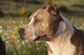The Best Dog Food For Pitbulls What To Feed Them And How