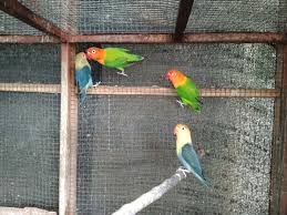 lovebirds in an aviary from the genus