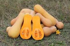 What is another name for butternut squash?