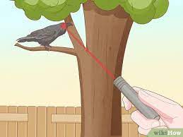 However, now you know everything about them and the best tips on how to keep crows. How To Get Rid Of Crows 15 Steps With Pictures Wikihow