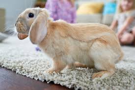 your rabbit stop digging your carpet