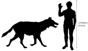 39 Expository Dire Wolf Size Chart