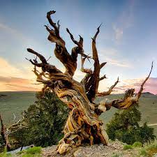 Casi inmortal: Matusalén, el árbol más viejo del mundo que nadie puede ver | La Verdad Noticias